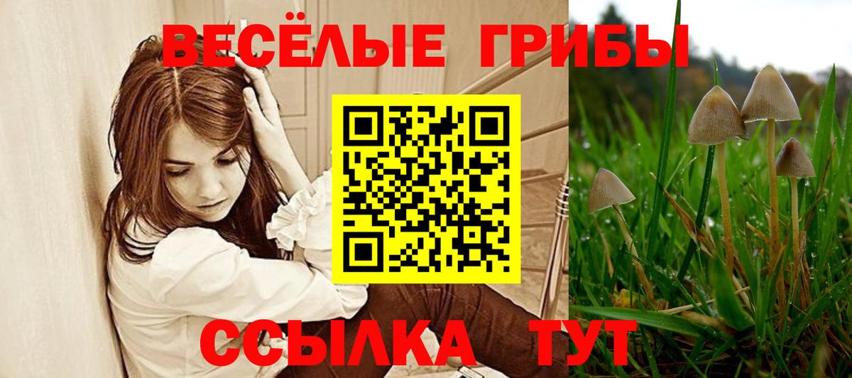 Псилоцибиновые грибы Psilocybe Иваново